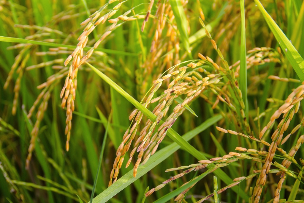 Rice Farming